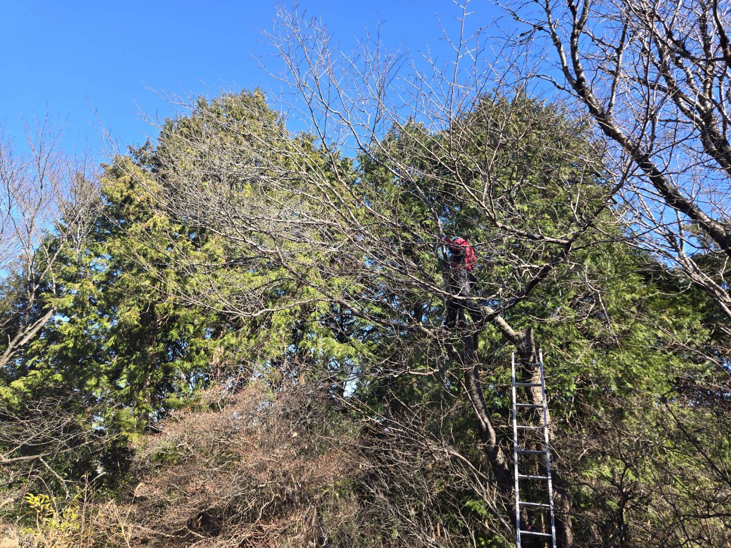 牧之原市で山桜の伐採作業を行いました