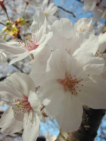 桜、桜、桜☆