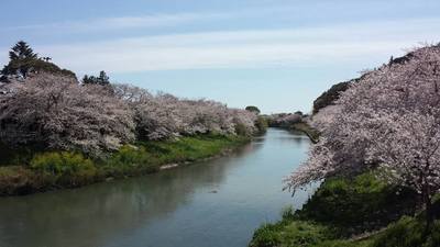 桜、咲く☆