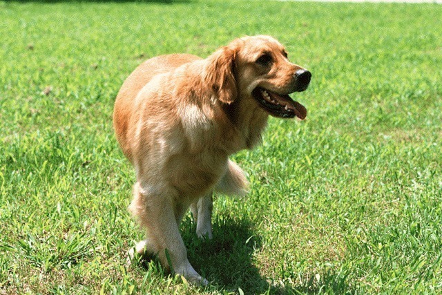 愛犬に優しいお庭づくり