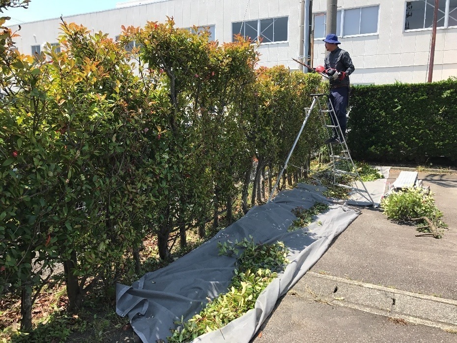 榛原医師会の庭木剪定