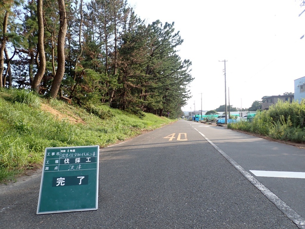 牧之原市波津　松くい虫により枯れてしまった松の伐採