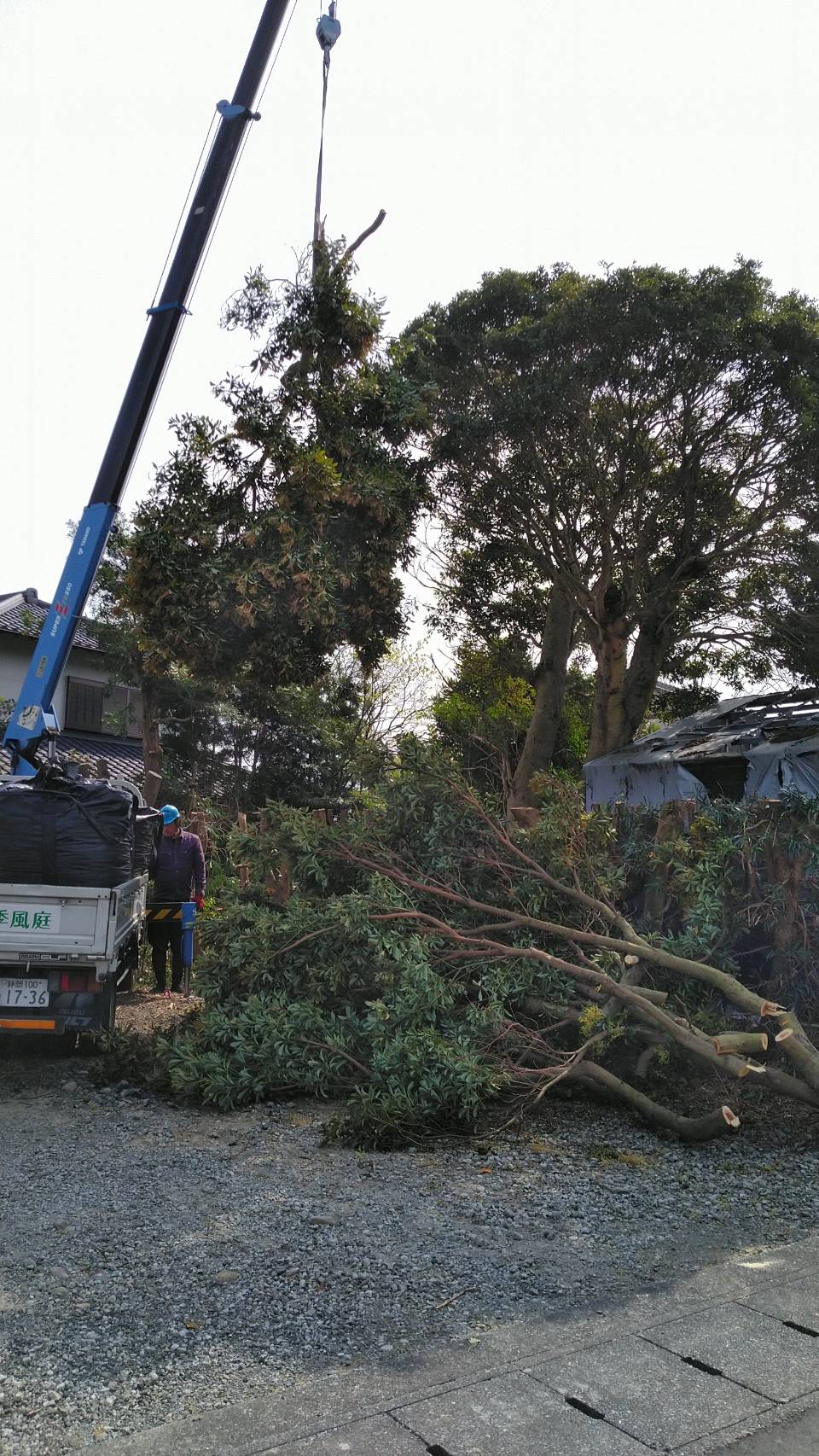 牧之原市：樹木伐採剪定工事