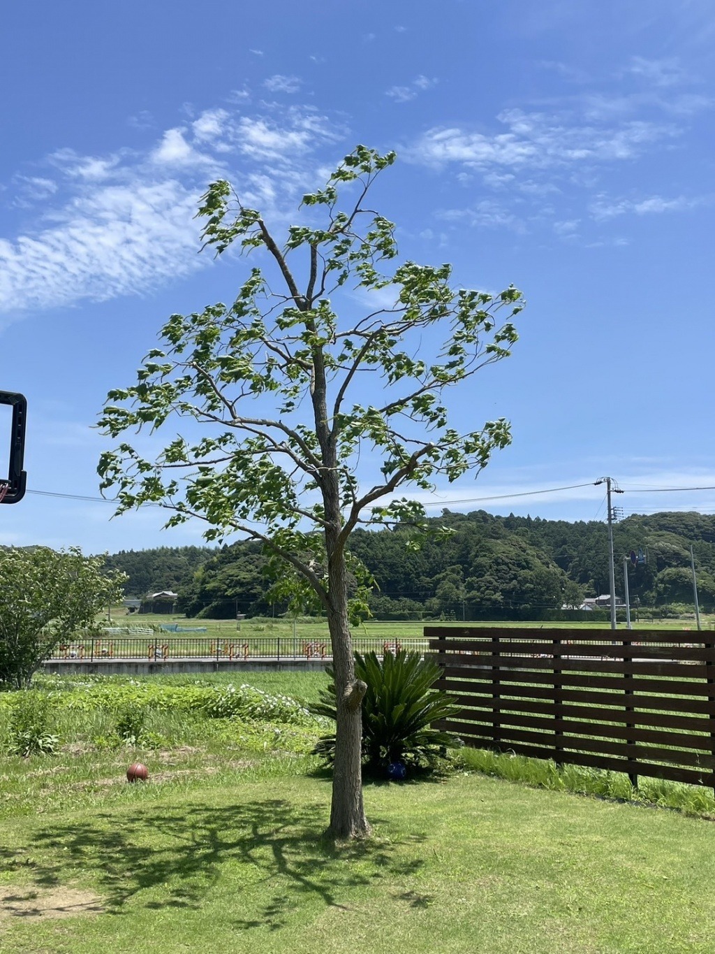 本日は菊川市で庭木剪定です。