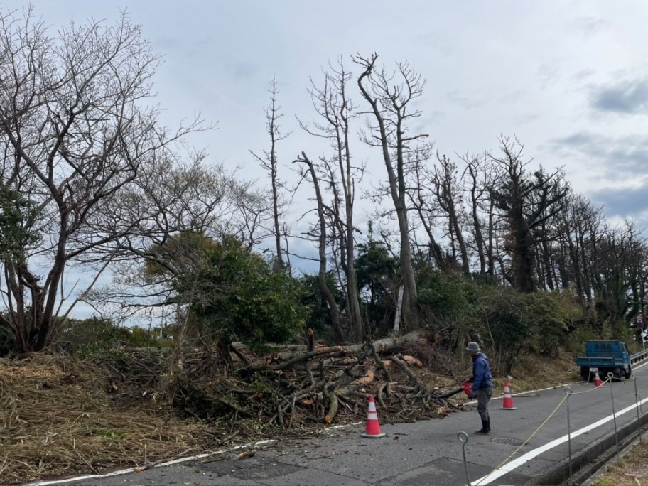 牧之原市　松くい虫被害が多発！！