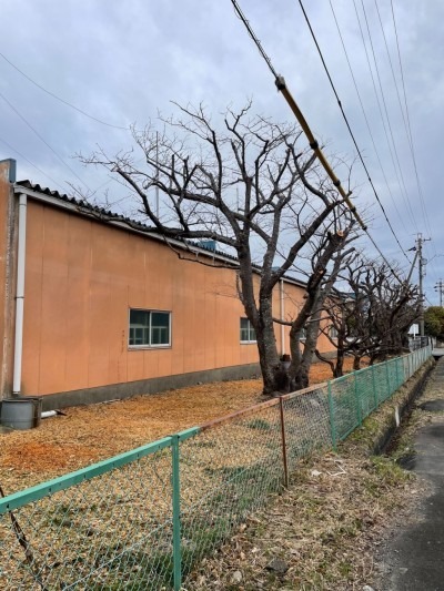 焼津市　電線に掛かってしまった桜の枝の剪定