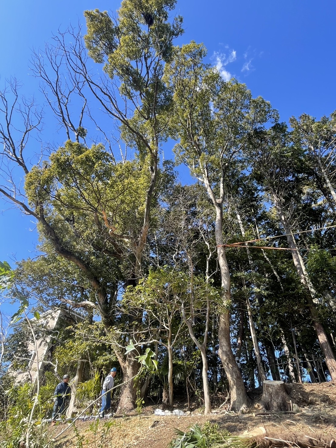 静岡市清水区八坂神社 クスの高木伐採工事