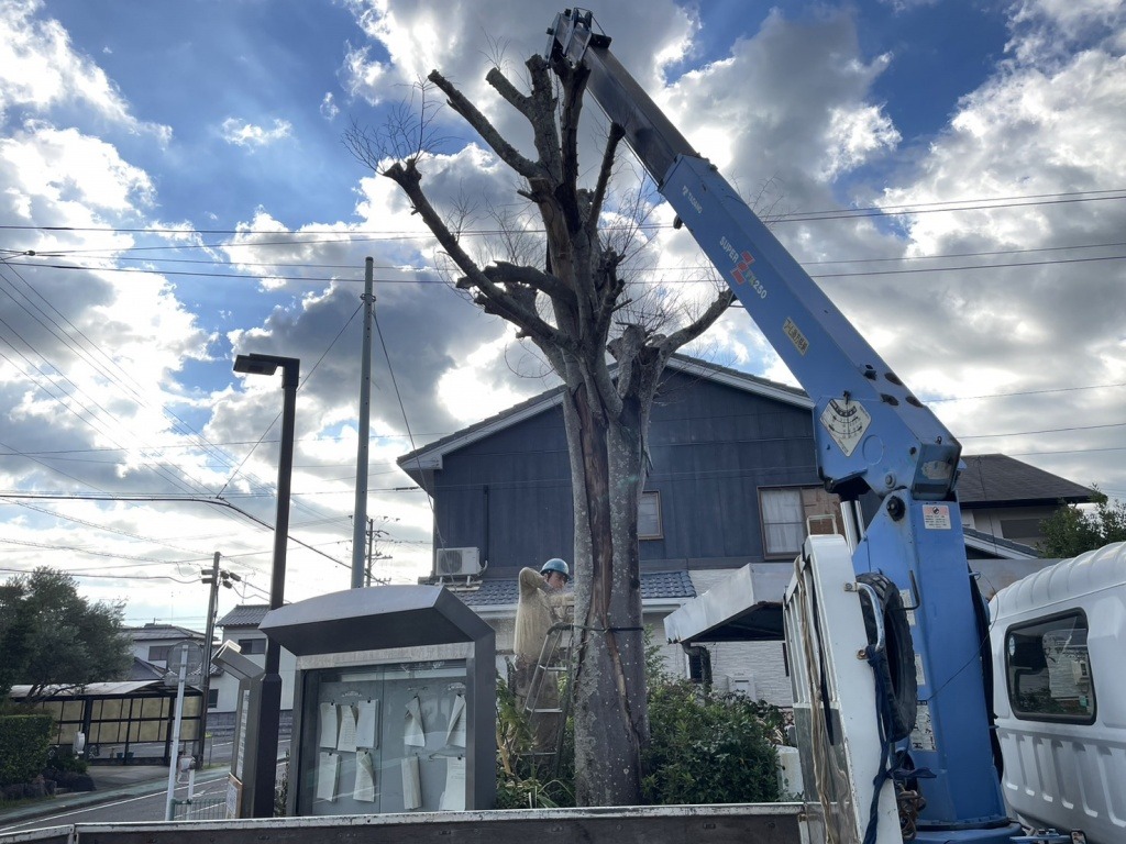 牧之原市相良庁舎前の枯れたケヤキを安全に伐採しました