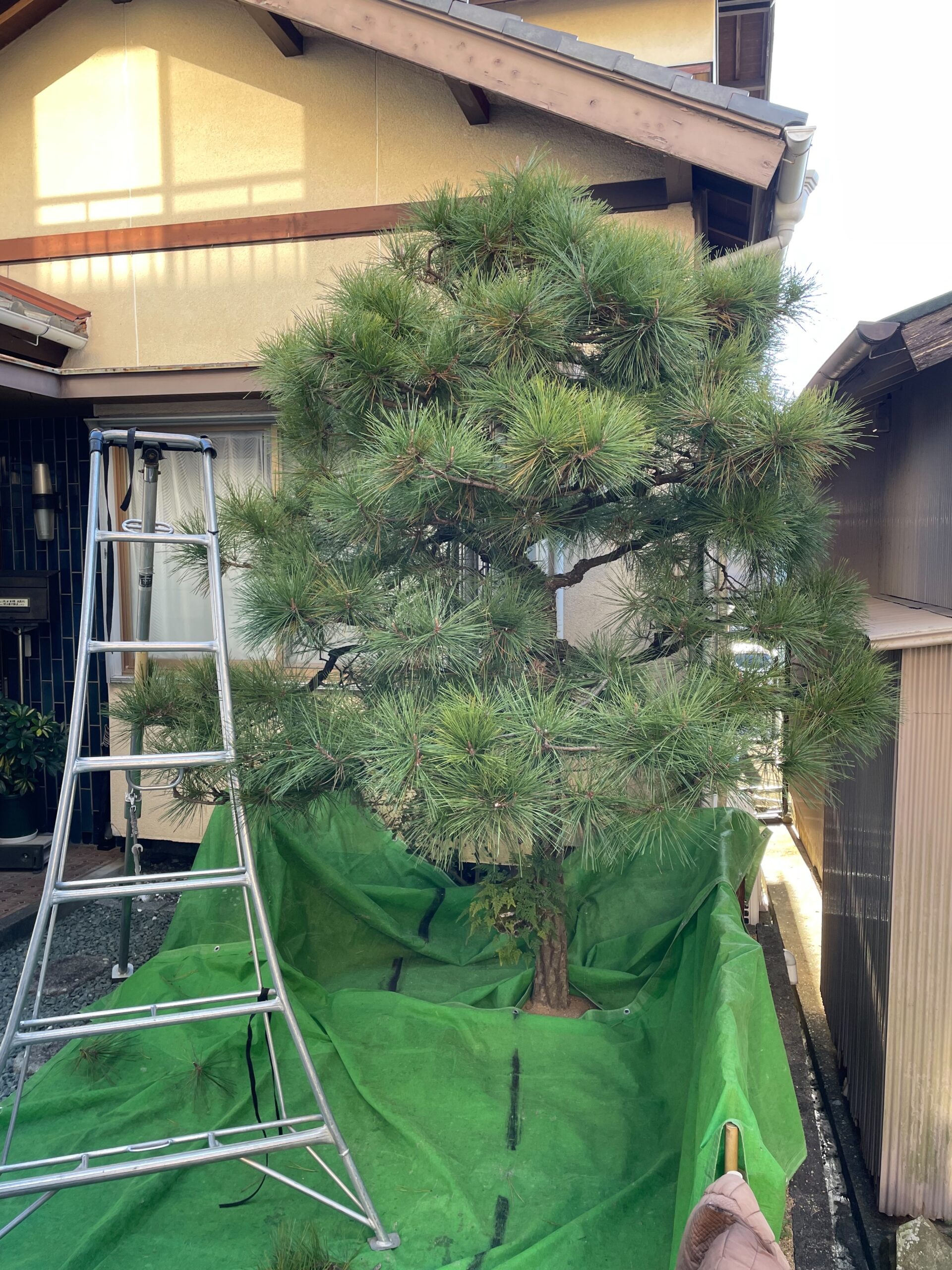 牧之原市I様邸の松の剪定：見違える仕上がりに