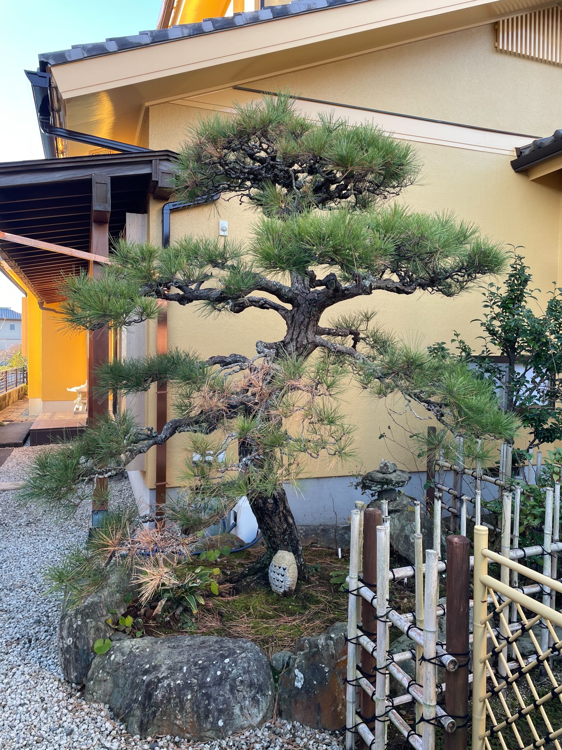 牧之原市S様邸の松の剪定作業を行いました。